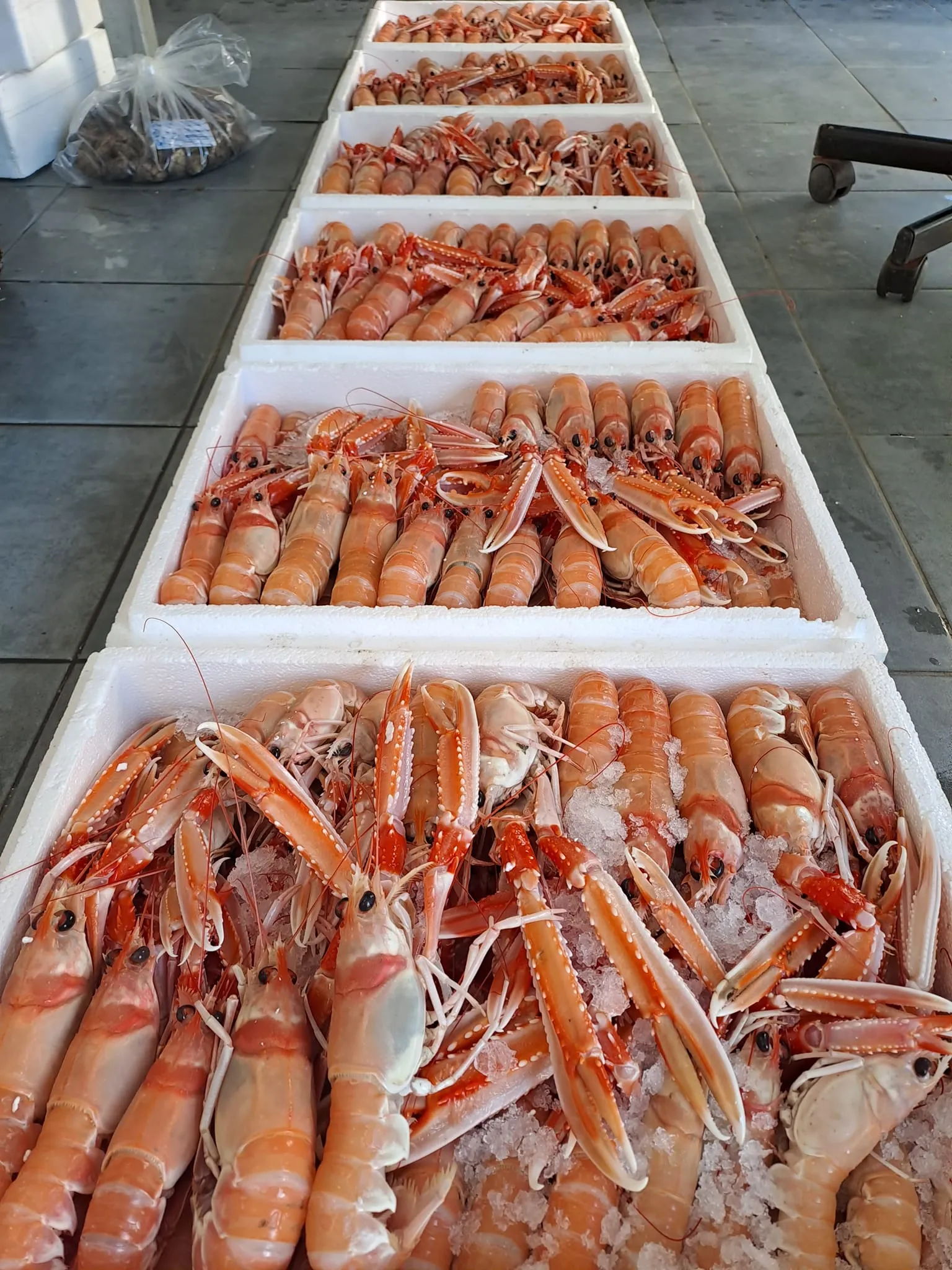 Morning fresh catch display at Skiathos Fish Market on Papadiamantis Street